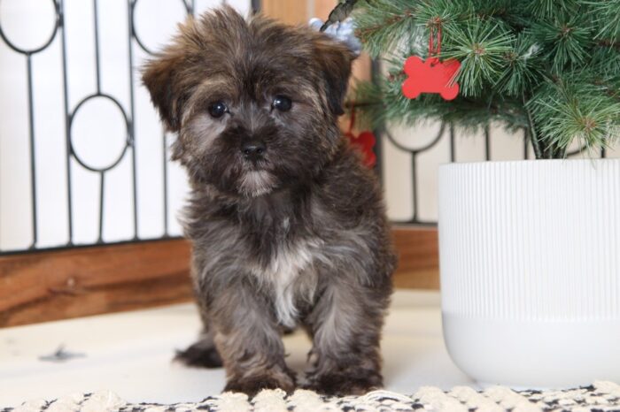 Clement- Loving Male Shorkie Puppy