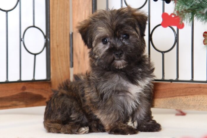 Clement- Loving Male Shorkie Puppy - Image 3