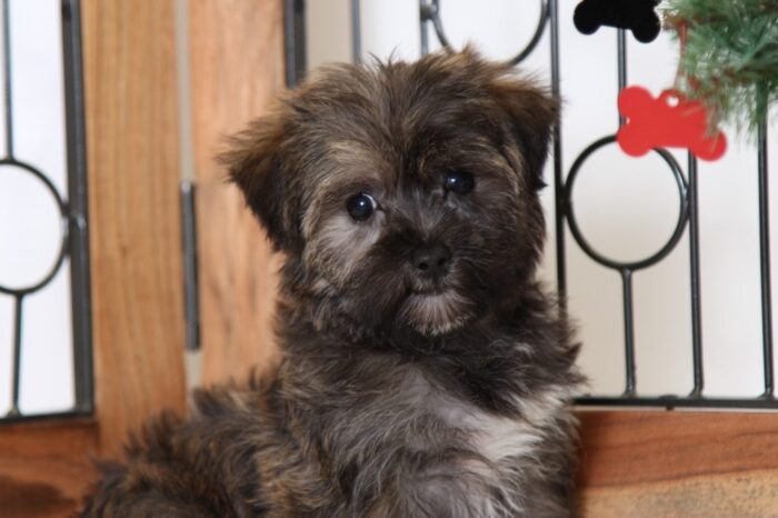 Clement- Loving Male Shorkie Puppy - Image 4