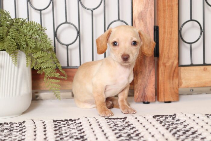 Clementine - Precious Female ACA Mini Dachshund Puppy - Image 4