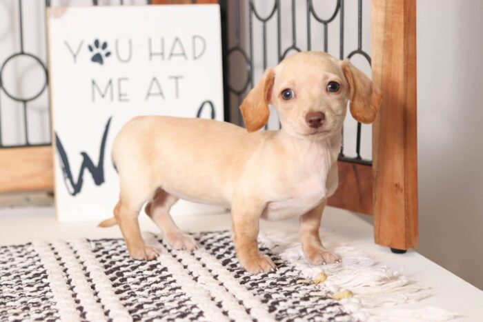 Clementine - Precious Female ACA Mini Dachshund Puppy - Image 6