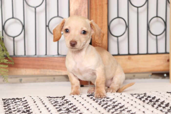 Clementine - Precious Female ACA Mini Dachshund Puppy - Image 5