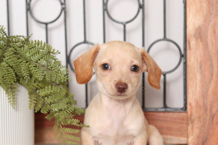 Clementine - Precious Female ACA Mini Dachshund Puppy - Image 2