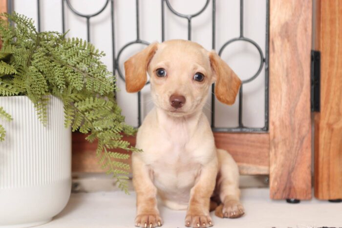 Clementine - Precious Female ACA Mini Dachshund Puppy - Image 3