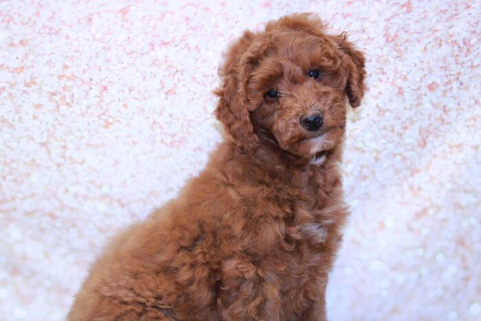 Clifford   - Playful Mini Male Goldendoodle Puppy - Image 2
