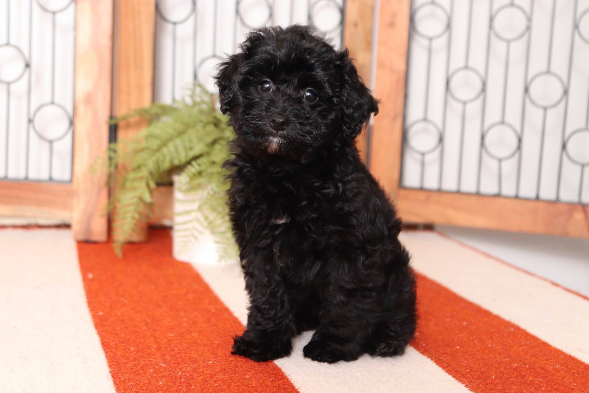 Clifford - Amazing Little Male Havapoo Puppy