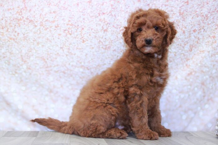 Clifford   - Playful Mini Male Goldendoodle Puppy