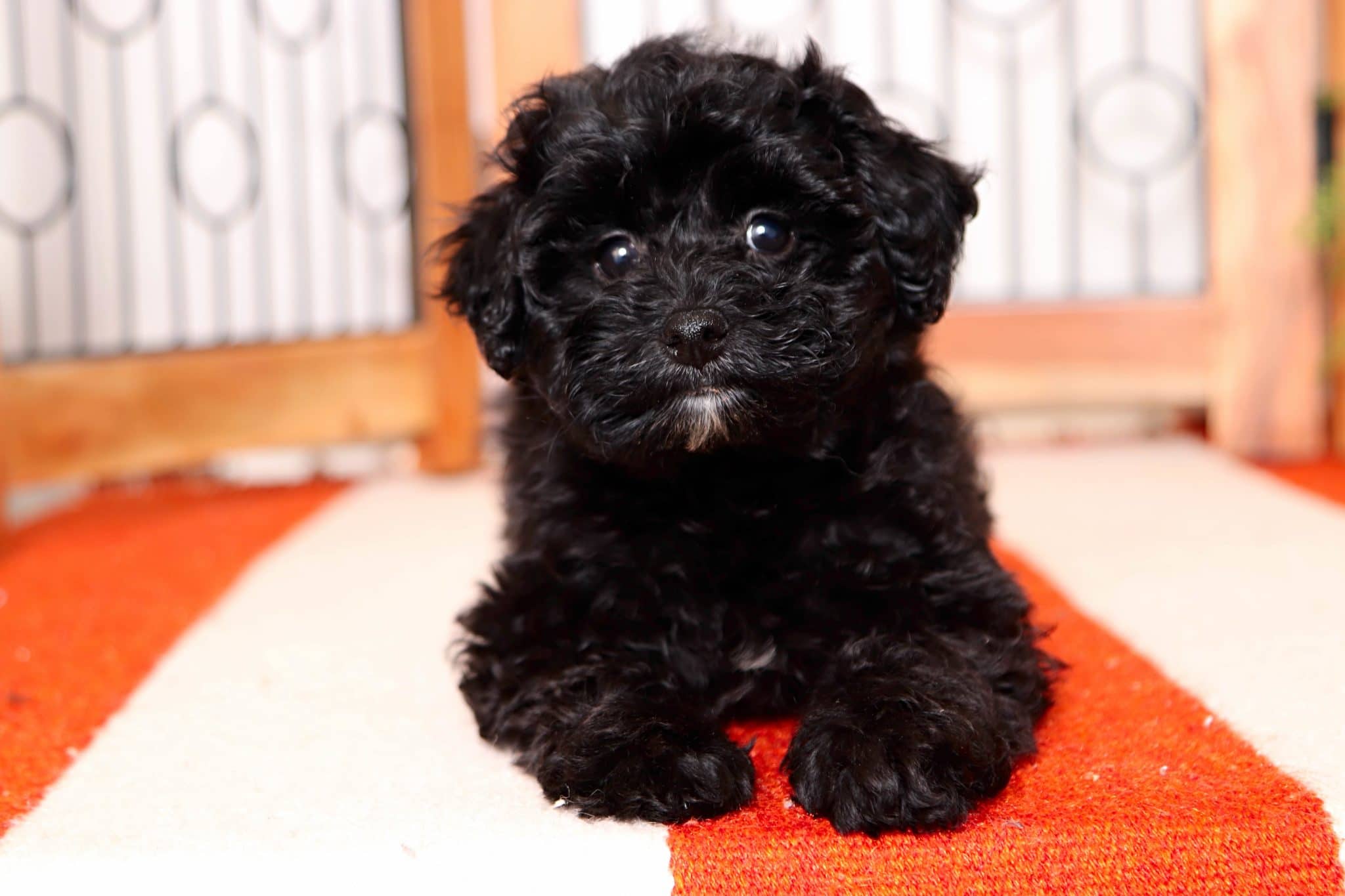 Clifford - Amazing Little Male Havapoo Puppy - Image 2