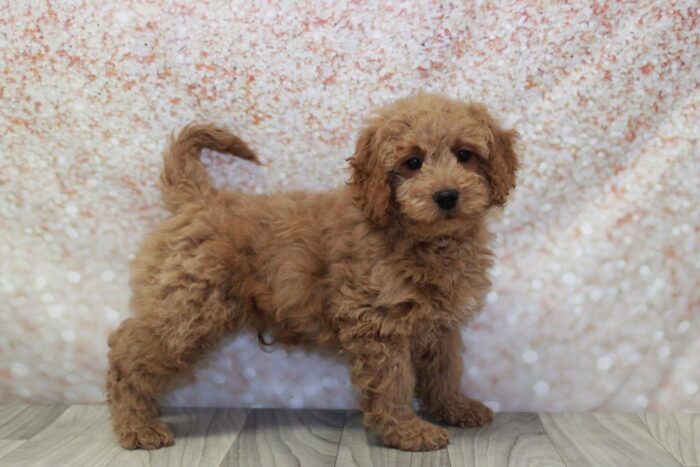 Clifford- Cute Male Mini Goldendoodle Puppy