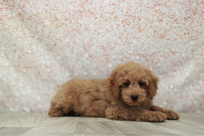 Clifford- Cute Male Mini Goldendoodle Puppy - Image 2