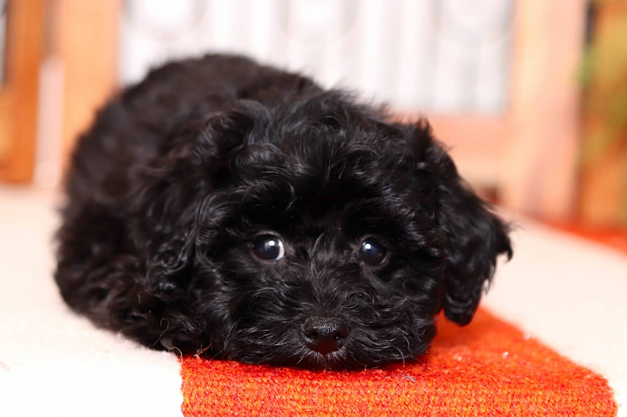 Clifford - Amazing Little Male Havapoo Puppy - Image 4