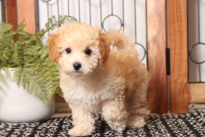 Cloud - Great Little Male Poochon Puppy