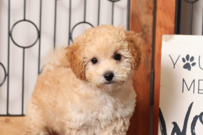 Cloud - Great Little Male Poochon Puppy - Image 4