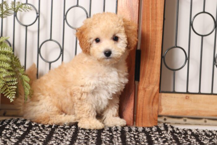 Cloud - Great Little Male Poochon Puppy - Image 3