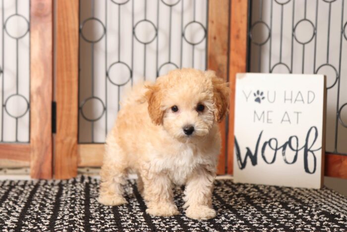 Cloud - Great Little Male Poochon Puppy - Image 2