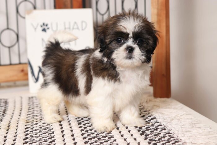 Clove - Beautiful Little Female AKC Shih Tzu Puppy