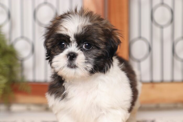 Clove - Beautiful Little Female AKC Shih Tzu Puppy - Image 2