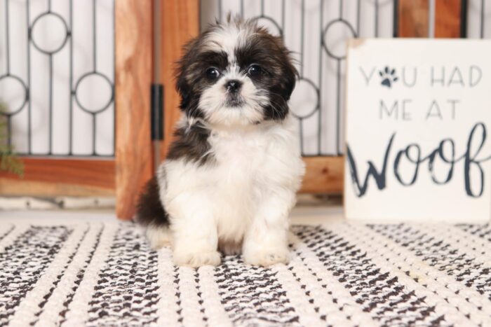 Clove - Beautiful Little Female AKC Shih Tzu Puppy - Image 3