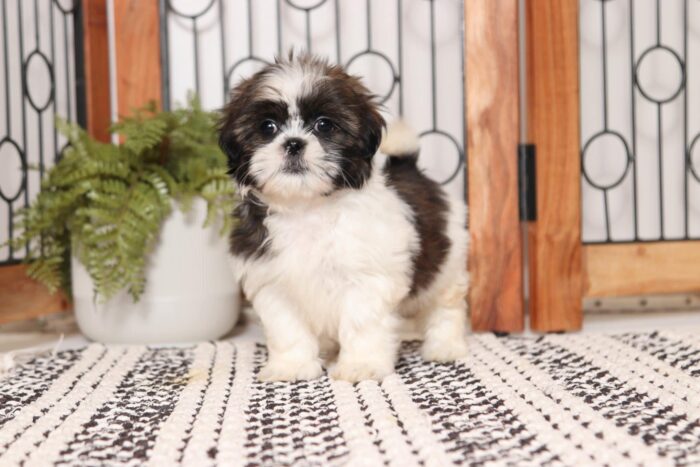 Clove - Beautiful Little Female AKC Shih Tzu Puppy - Image 4