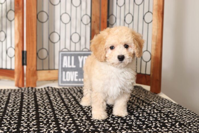 Clover - Precious Little Red/White Female Cavapoo Puppy - Image 4