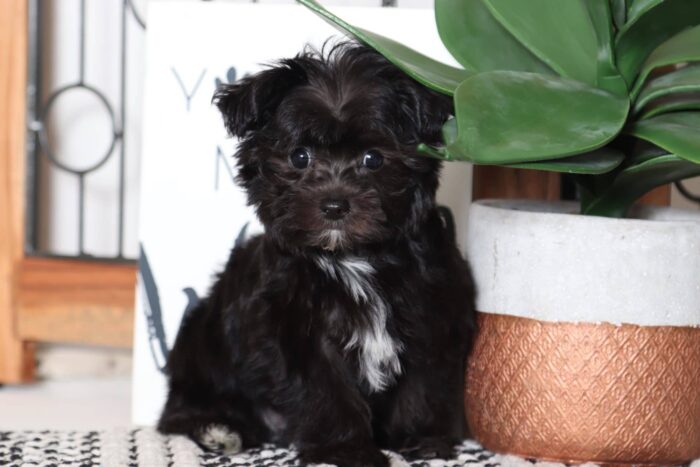 Coal - Cool Male Morkie Puppy - Image 2