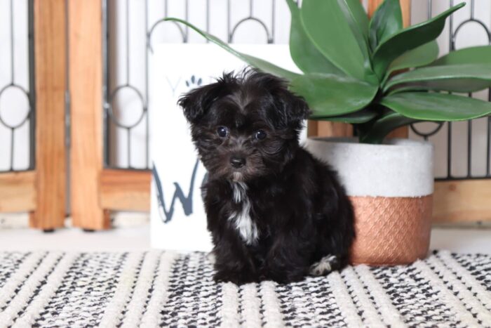 Coal - Cool Male Morkie Puppy - Image 3