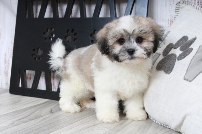 Cobalt - Fun Tri Male Teddy Bear Puppy