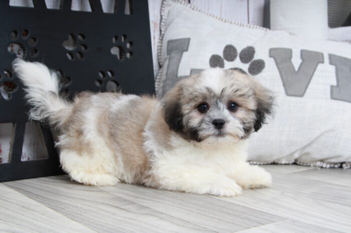 Cobalt - Fun Tri Male Teddy Bear Puppy - Image 6