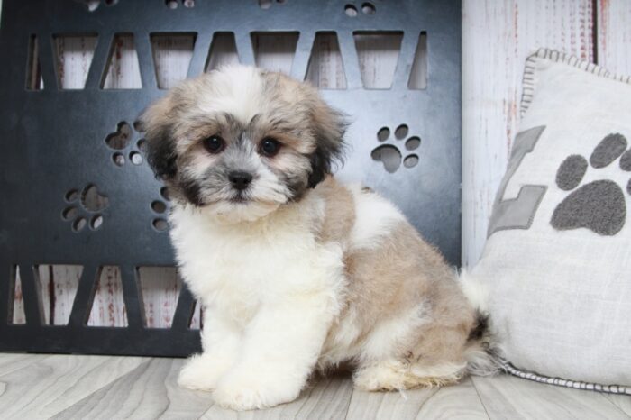 Cobalt - Fun Tri Male Teddy Bear Puppy - Image 5