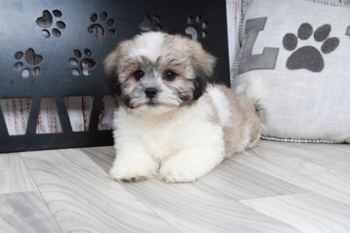 Cobalt - Fun Tri Male Teddy Bear Puppy - Image 4