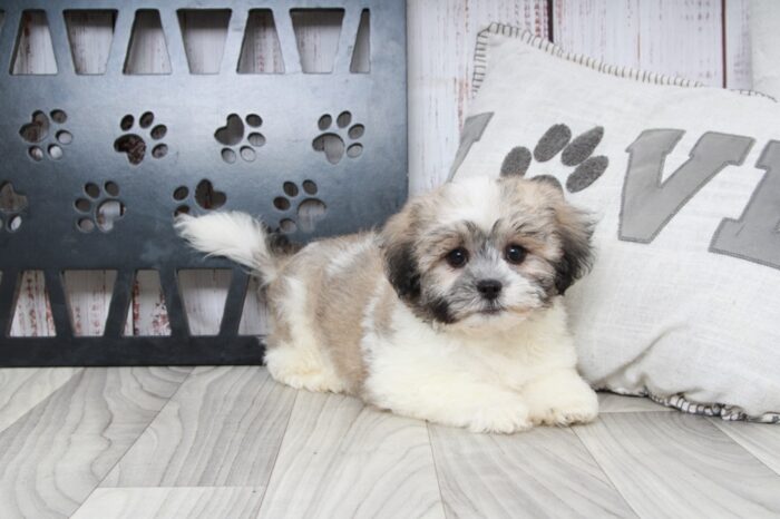 Cobalt - Fun Tri Male Teddy Bear Puppy - Image 3