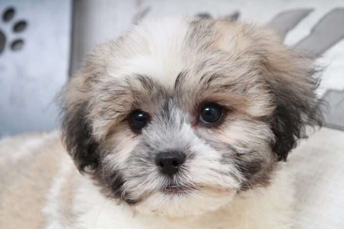 Cobalt - Fun Tri Male Teddy Bear Puppy - Image 2
