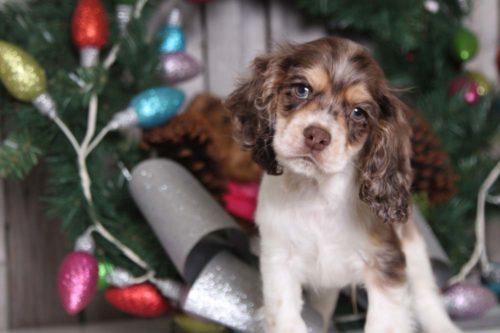 Cocker Spaniel