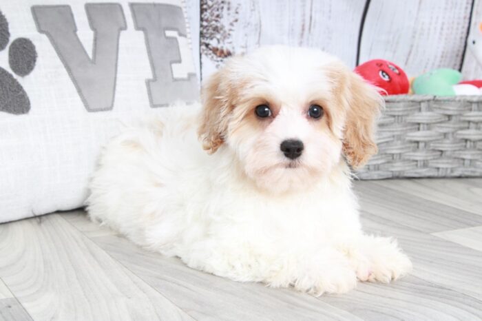 Coco- Adorable Female Poochon Puppy