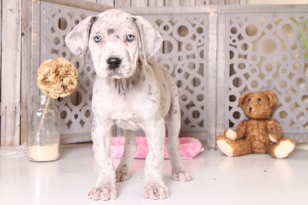 great dane teddy