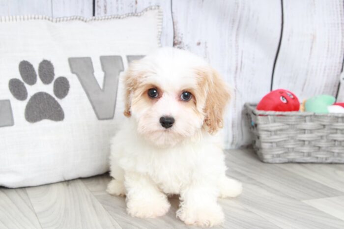 Coco- Adorable Female Poochon Puppy - Image 2
