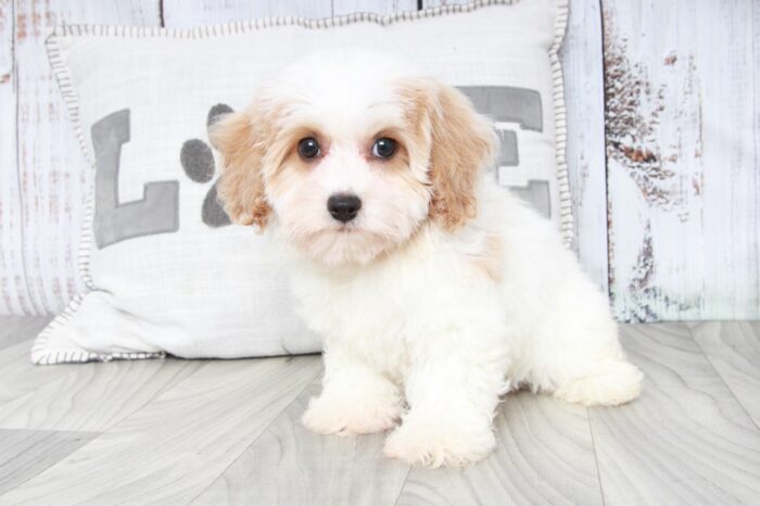 Coco- Adorable Female Poochon Puppy - Image 4