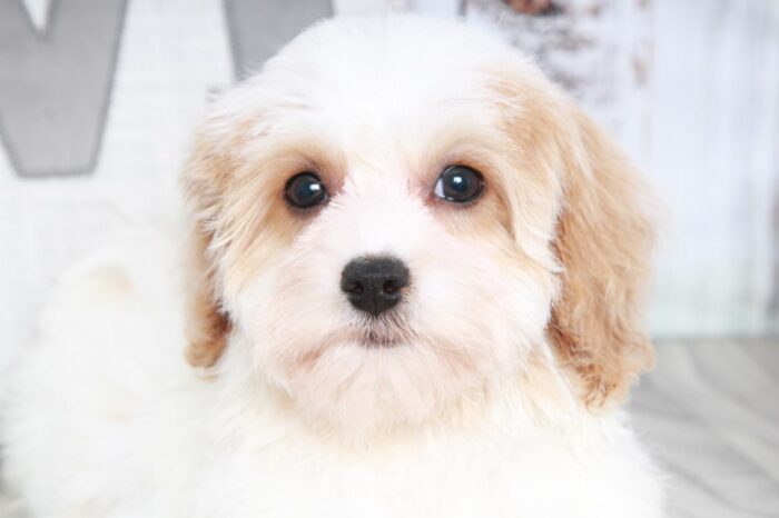 Coco- Adorable Female Poochon Puppy - Image 3