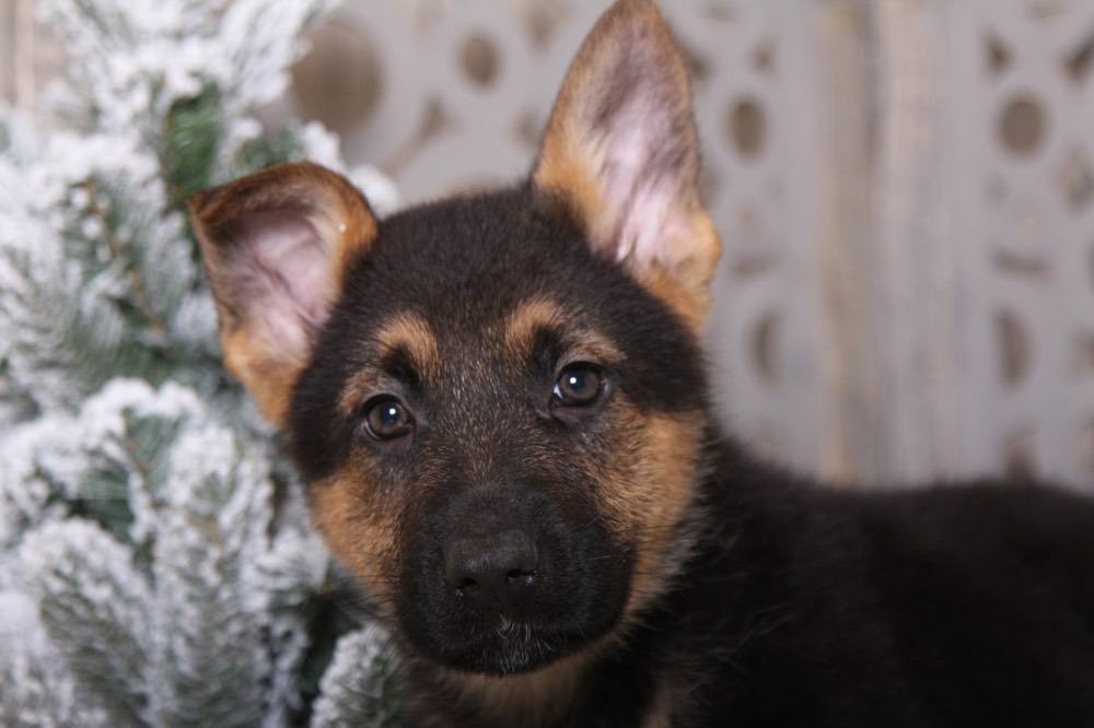 Cocoa Adorable German Shepherd Puppies Online
