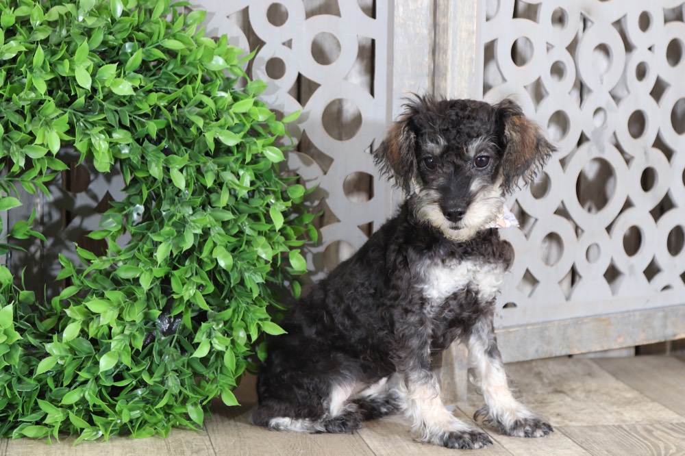 Coconut - Dazzling Schnoodle (RESCUE) - Image 2