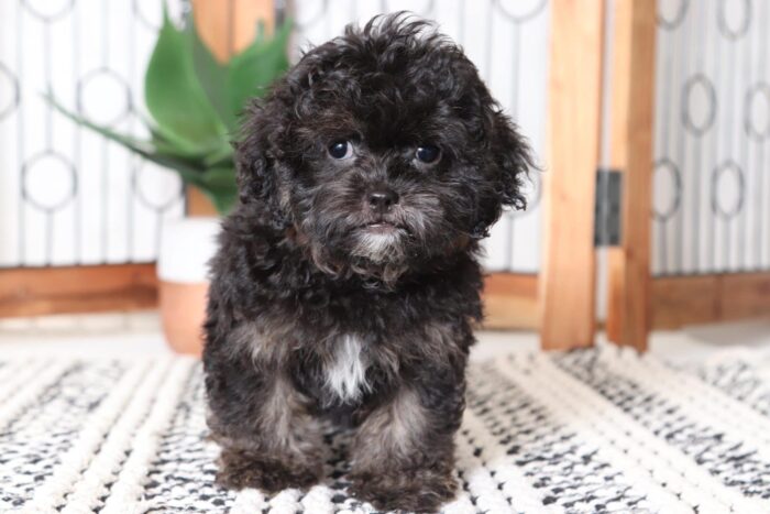Colby - Playful Little Male Shih-Poo Puppy