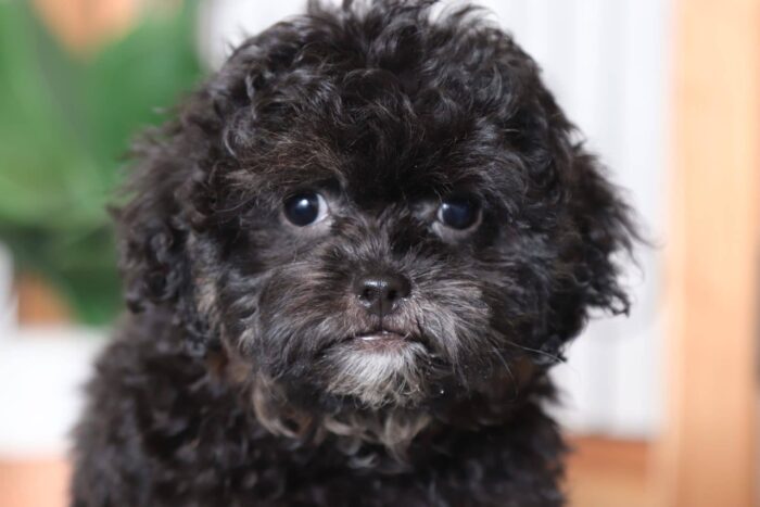 Colby - Playful Little Male Shih-Poo Puppy - Image 2