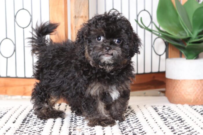 Colby - Playful Little Male Shih-Poo Puppy - Image 3