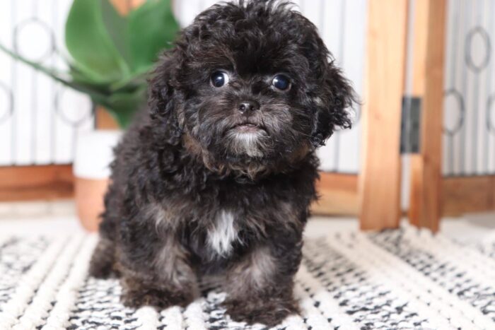 Colby - Playful Little Male Shih-Poo Puppy - Image 4