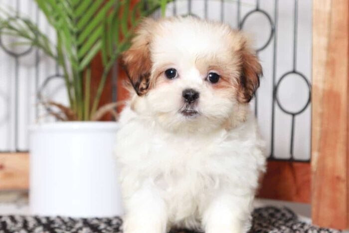 Constance- Loving Little Female Teddy Bear Puppy