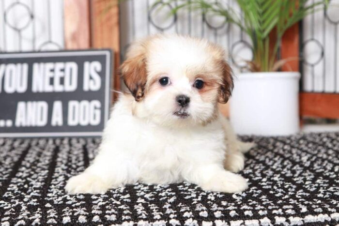 Constance- Loving Little Female Teddy Bear Puppy - Image 2