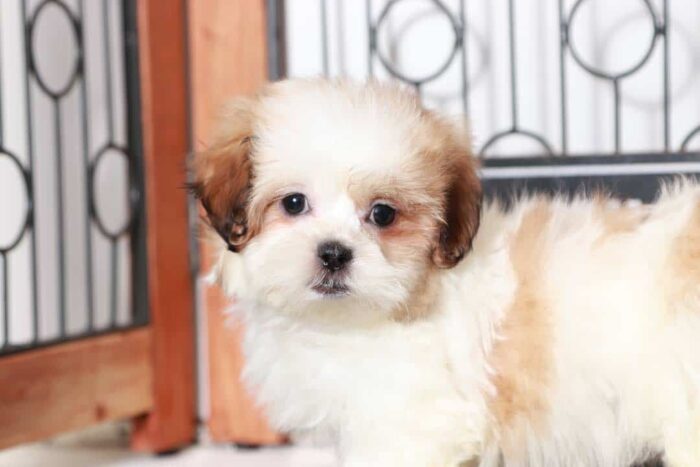 Constance- Loving Little Female Teddy Bear Puppy - Image 3