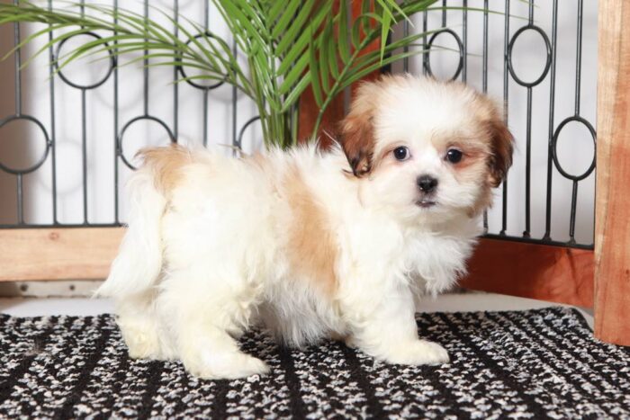 Constance- Loving Little Female Teddy Bear Puppy - Image 4
