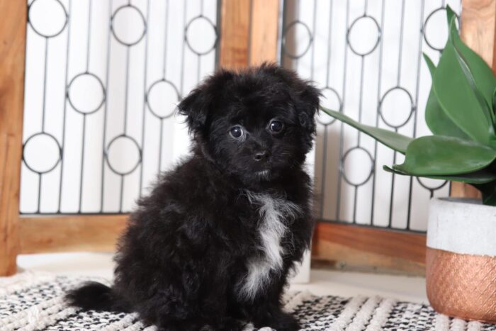 Cookie - Awesome Male Pomapoo Puppy