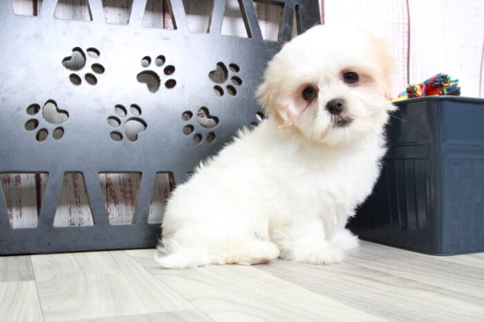 Cookie - Precious Tan/White Female Malshi Puppy